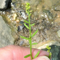 Rorippa sessiliflora