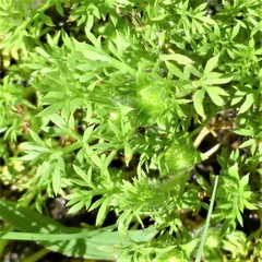 Soliva sessilis