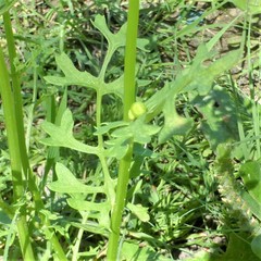 Packera tampicana