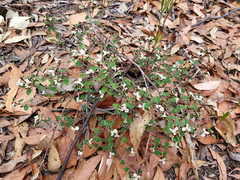 Spyridium thymifolium