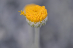 Santolina chamaecyparissus