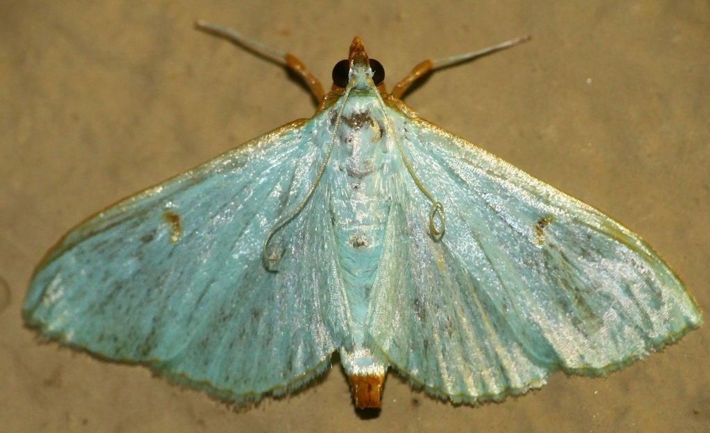 Parotis prasinalis