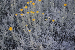 Santolina chamaecyparissus