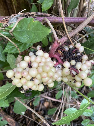 Ampelocissus martini observed 2024-05-11