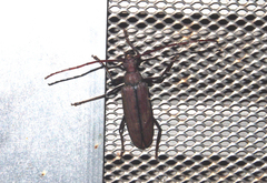 Aegolipton marginale