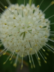 Cephalanthus