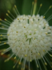 Cephalanthus