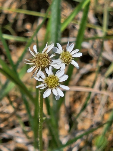 Image of Erigeron vernus by (c) willingarden, some rights reserved (CC BY)