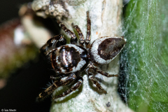 Metaphidippus perfectus