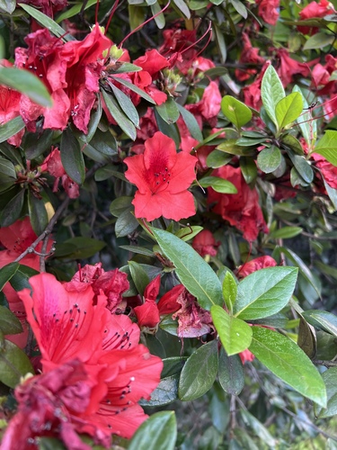 Rhododendron scabrum observed 2024-05-10