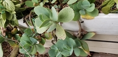 Kalanchoe millotii