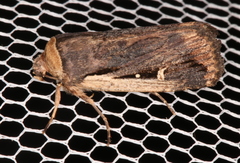 Proteuxoa tortisigna