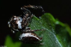 Metaphidippus perfectus