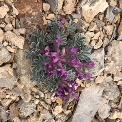 Astragalus newberryi
