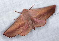 Monoctenia smerintharia