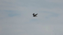 Geranoaetus albicaudatus