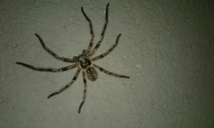 Polybetes pythagoricus