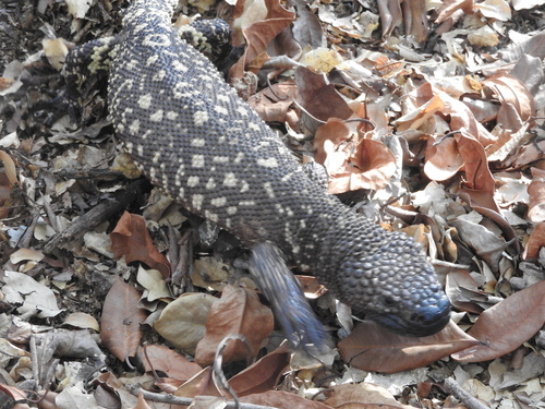 Beaded Lizard