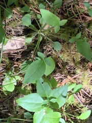 Valeriana sitchensis