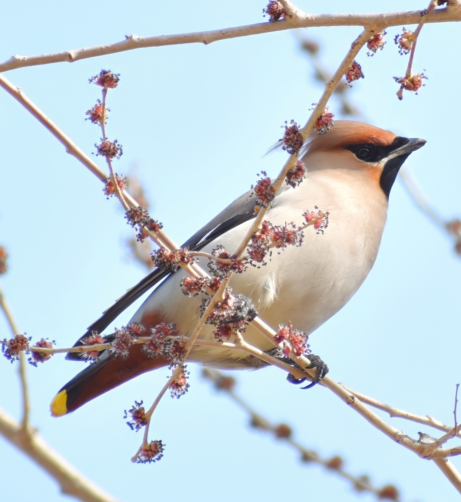 Bohemian Waxwing