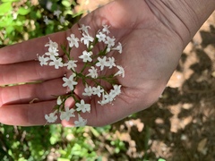 Valeriana sitchensis