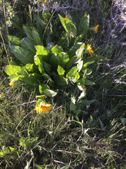 Wyethia amplexicaulis