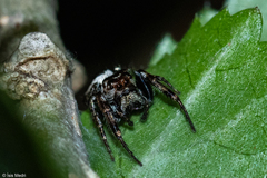 Metaphidippus perfectus