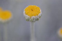 Santolina chamaecyparissus