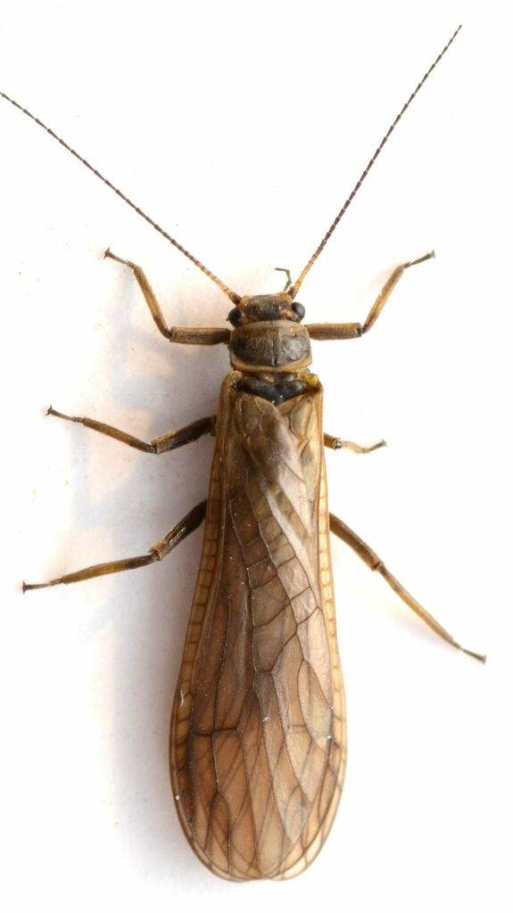 Black Roachfly