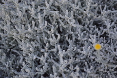 Santolina chamaecyparissus