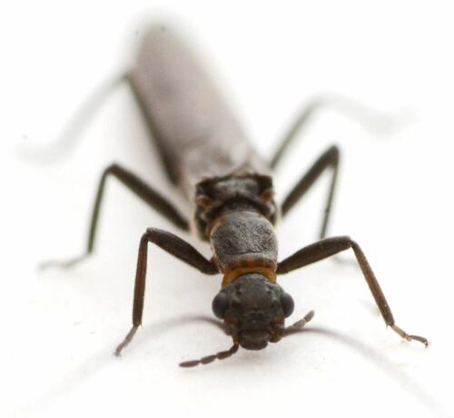 Summit Needlefly photo 2