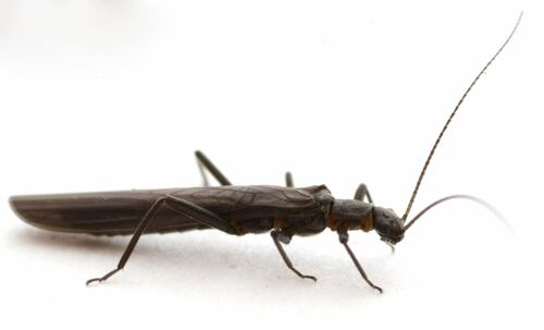 Summit Needlefly photo 4
