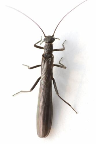 Summit Needlefly photo 3