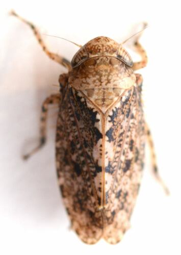 Texananus lathropi