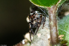 Metaphidippus perfectus