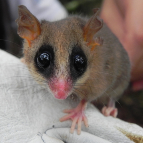 Agile Gracile Opossum