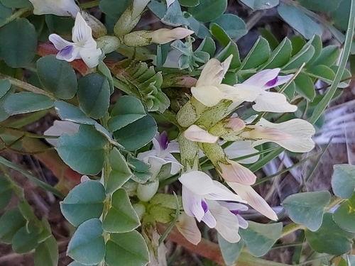 Astragalus lentiginosus var. platyphyllidius