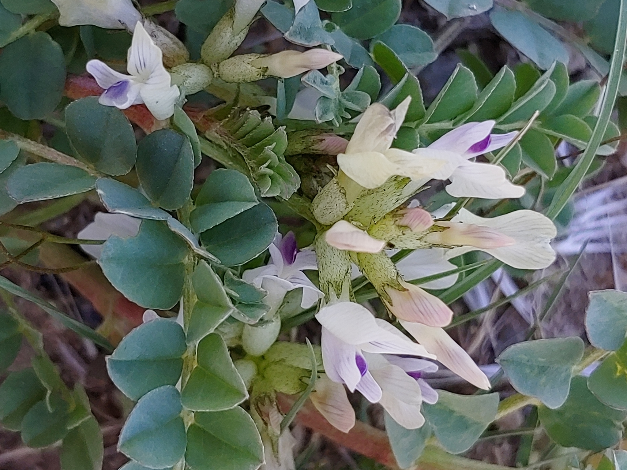 Astragalus lentiginosus var. platyphyllidius