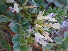 Astragalus lentiginosus chartaceus