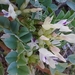 Astragalus lentiginosus chartaceus - Photo (c) Kate Turner,  זכויות יוצרים חלקיות (CC BY-NC), הועלה על ידי Kate Turner