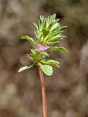 Pogogyne serpylloides
