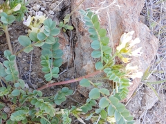 Astragalus lentiginosus chartaceus