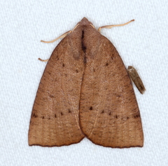 Fisera bradymorpha
