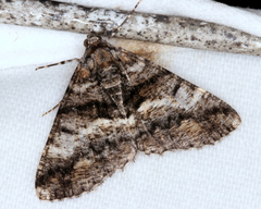 Gastrinodes argoplaca