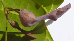 Aristolochia tamnifolia