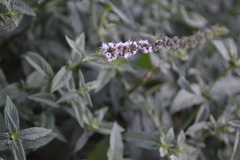 Angiospermae