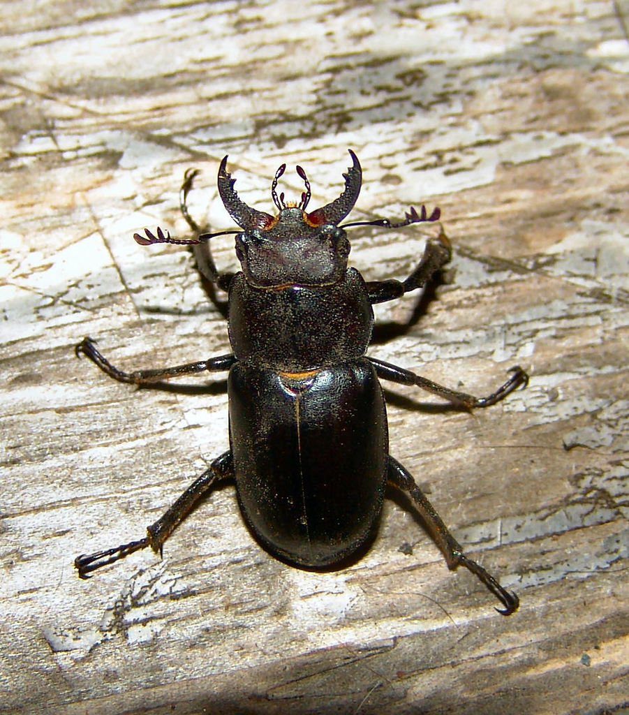 Smooth Stag Beetle