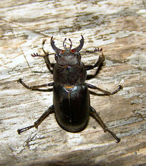 Lucanus placidus
