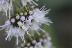 Angiospermae