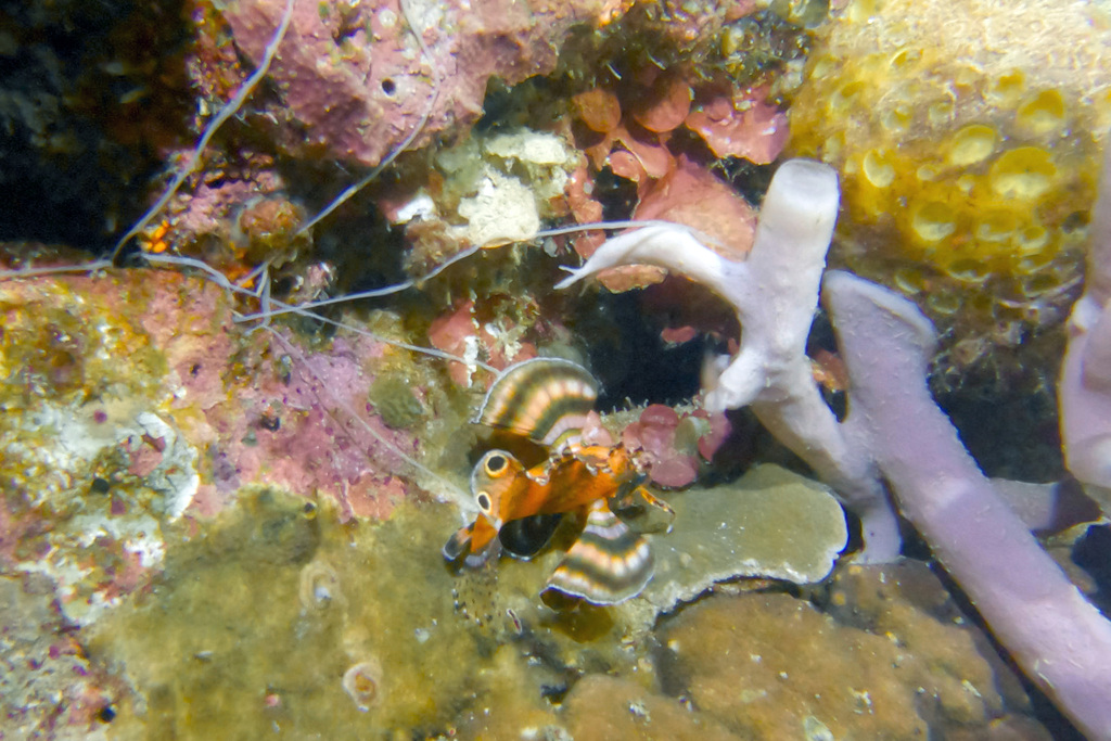 Nemapterois biocellatus